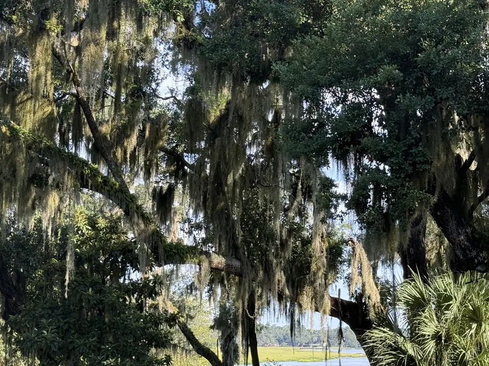 Sapelo River scenery from Sapelo House, framed by Spanish moss and mature coastal trees.